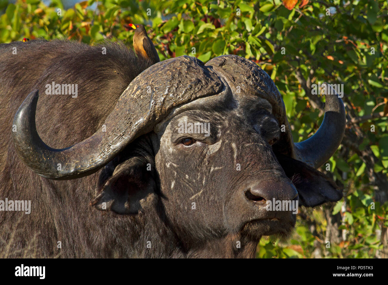 Porträt von einem afrikanischen Büffel Stockfoto