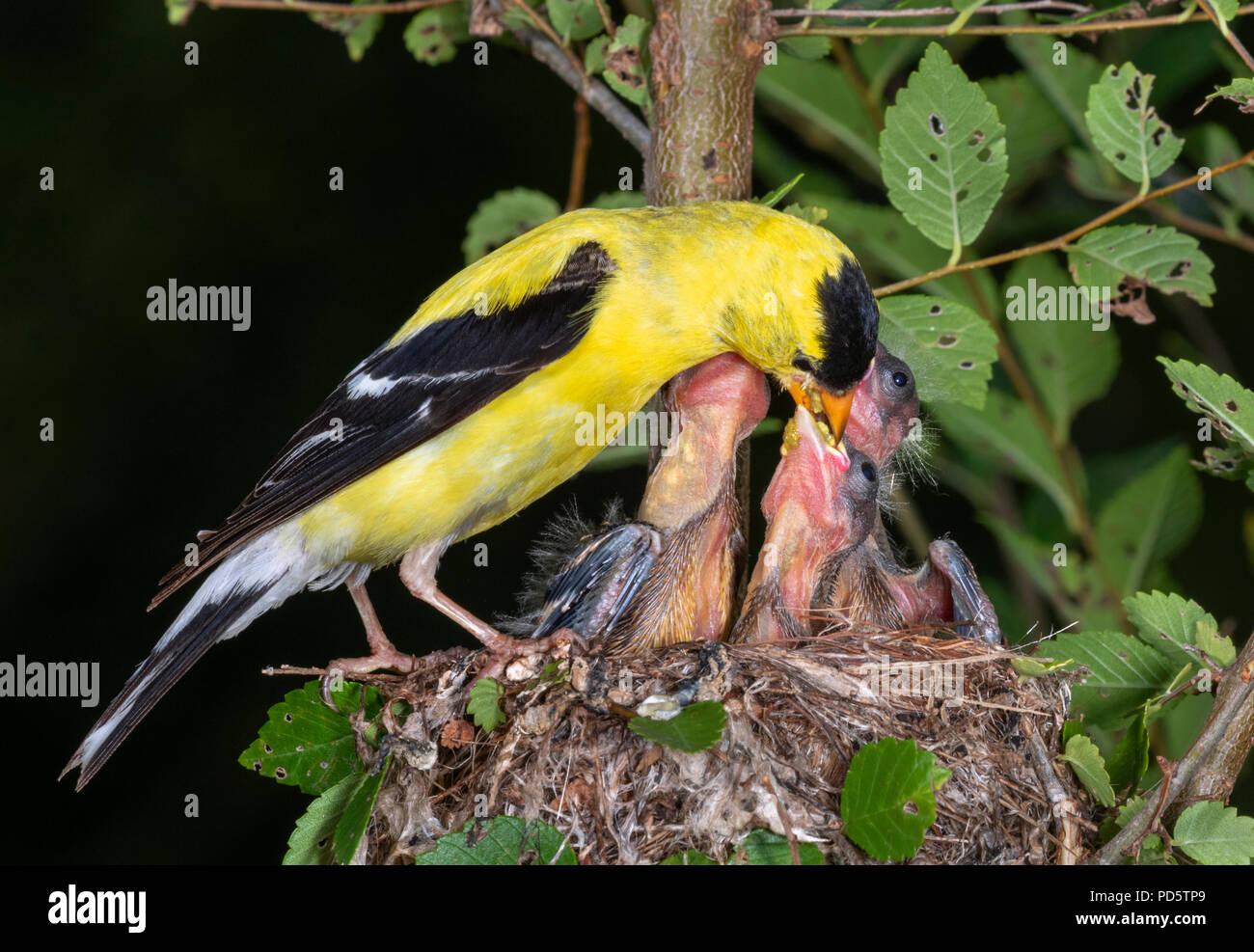 Männliche American goldfinch (spinus Tristis) Ernährung Nestlinge im Nest, Iowa, USA Stockfoto