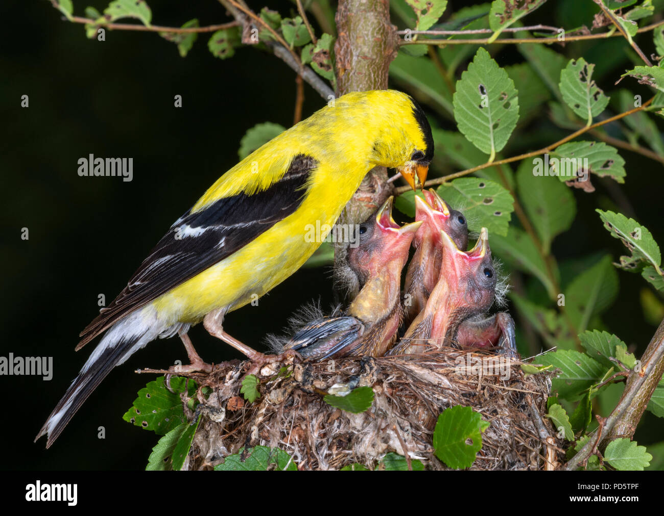 Männliche American goldfinch (spinus Tristis) Ernährung Nestlinge im Nest, Iowa, USA Stockfoto