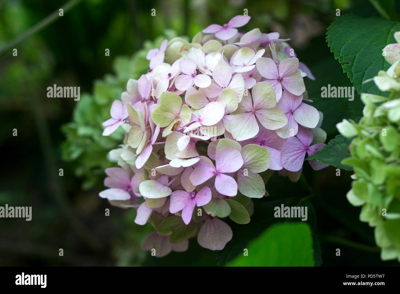 Zweige von Hortensien mit blau und rosa Blüten. Selektive konzentrieren. Stockfoto