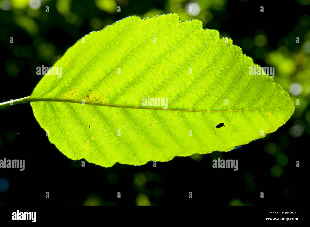 Red alder Blatt, Maria S Junge State Park, Illinois Stockfoto