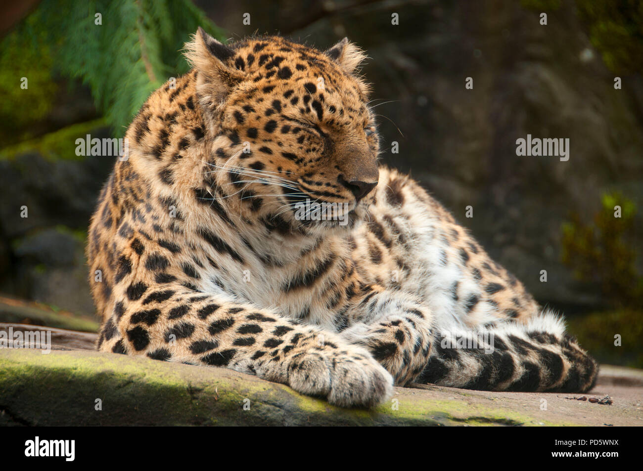 Amur-Leopard (Panthera Pardus), Oregon Zoo, Washington Park, Portland, Oregon Stockfoto