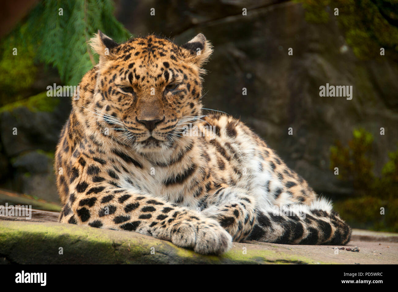 Amur-Leopard (Panthera Pardus), Oregon Zoo, Washington Park, Portland, Oregon Stockfoto