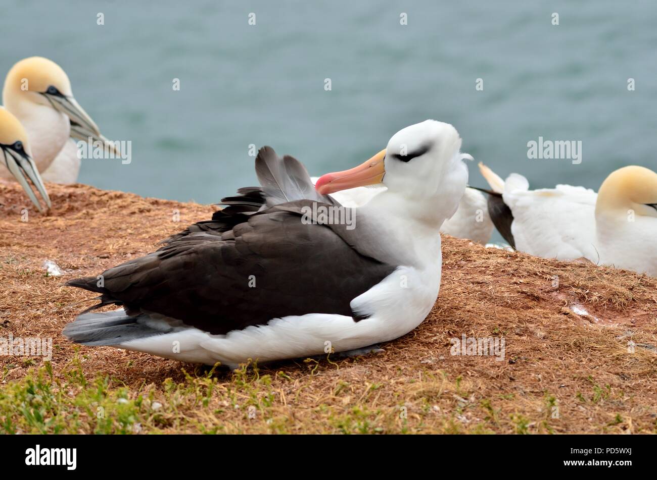 Schwarzbrauen-Albatros, Thalassarche melanophrys, Schwarzbrauen-Albatros, Helgoland, Nordsee, Nordsee, deutschland, Deutschland Stockfoto