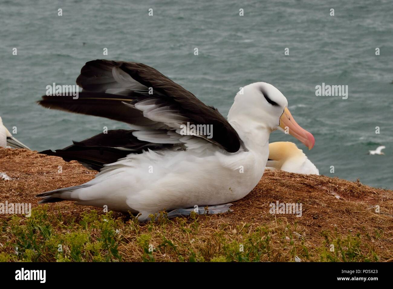 Schwarzbrauen-Albatros, Thalassarche melanophrys, Schwarzbrauen-Albatros, Helgoland, Nordsee, Nordsee, deutschland, Deutschland Stockfoto