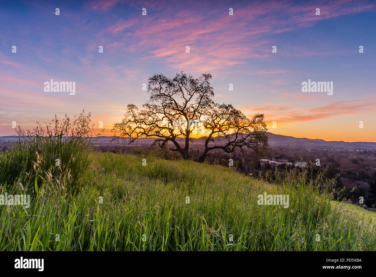 Dinosaurier Hill Park bei Sonnenaufgang in Pleasant Hill, Kalifornien Stockfoto