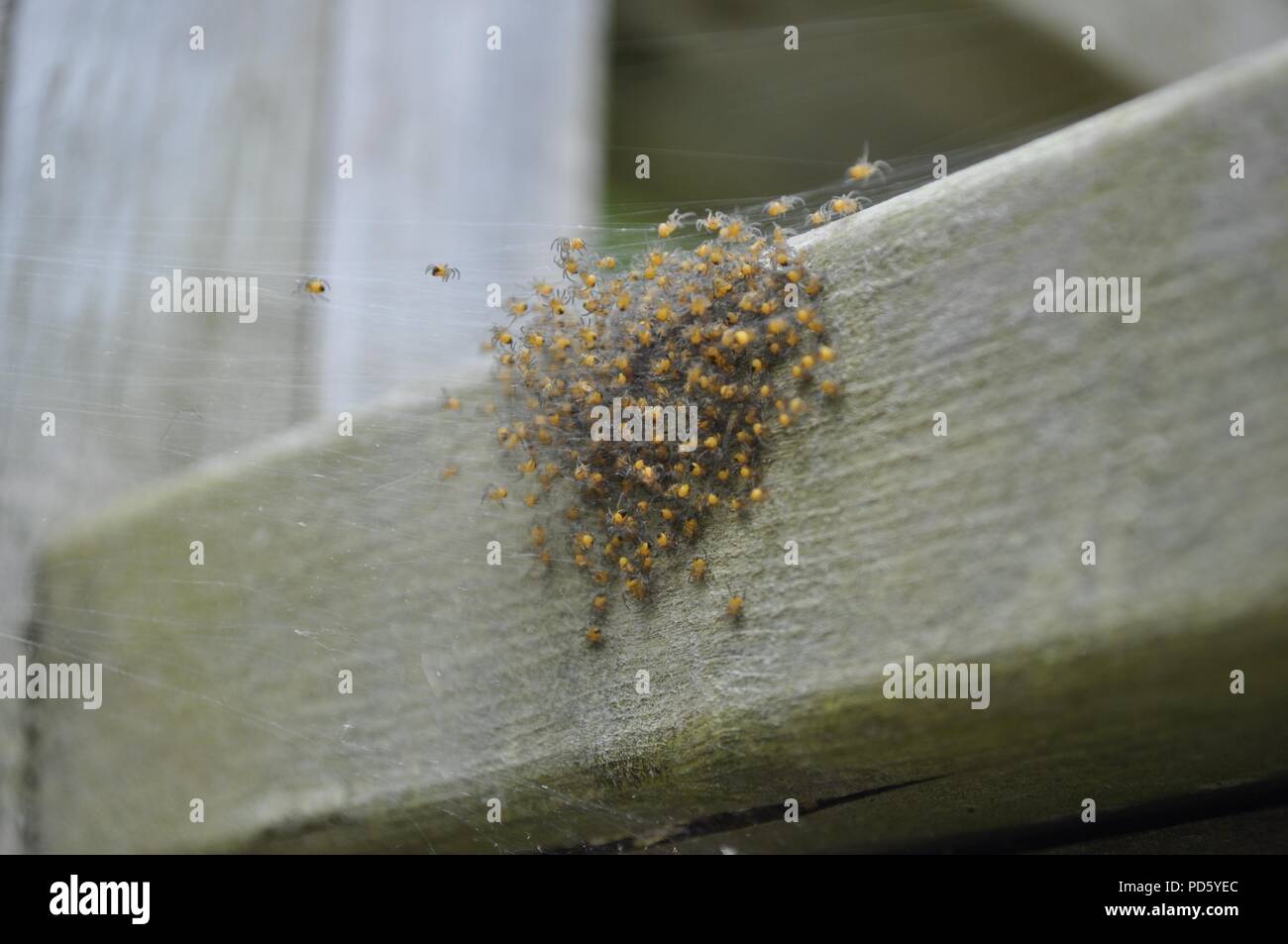 Cluster von baby Garten Spinnen (Araneus diadematus Schlupf schlüpflinge) (schwarz und gelb Spinnen) Stockfoto