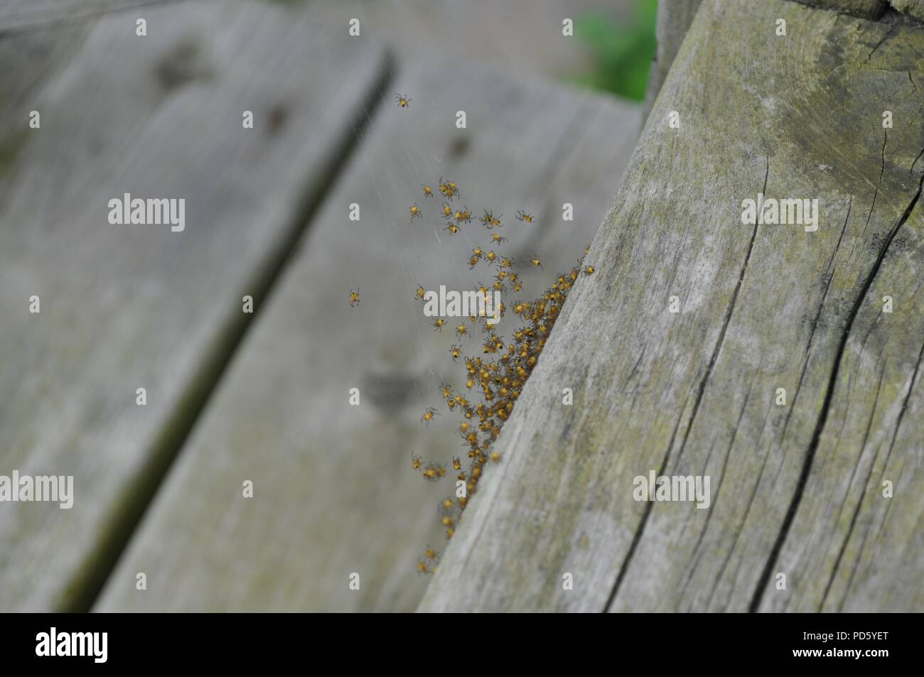 Cluster von baby Garten Spinnen (Araneus diadematus Schlupf schlüpflinge) (schwarz und gelb Spinnen) Stockfoto