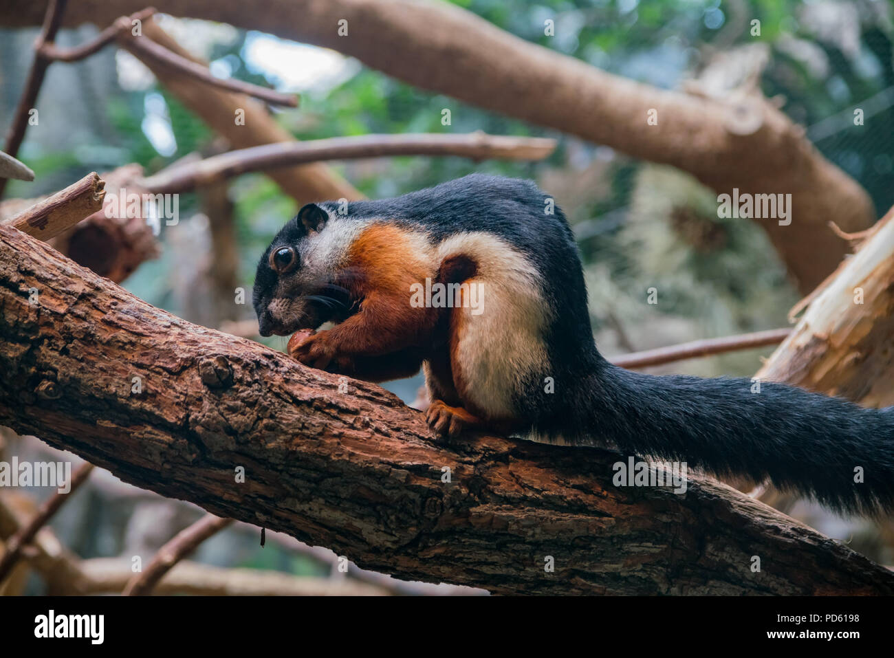 Nahaufnahme von einem niedlichen Dreifarbige Eichhörnchen in Denver Zoo Stockfoto