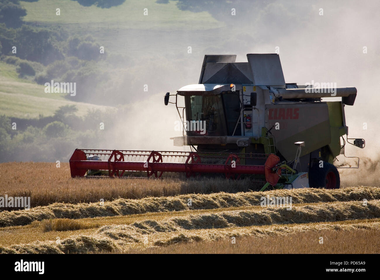 Mähdrescher (Claas) Ernte von Gerste, Midford Valley, Somerset, England, Stockfoto