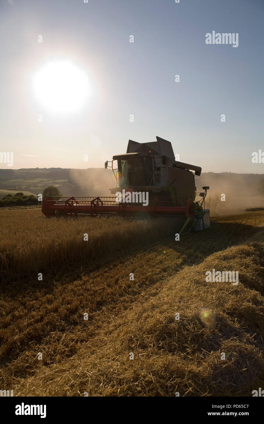 Mähdrescher (Claas) Ernte von Gerste, Midford Valley, Somerset, England, pm Stockfoto