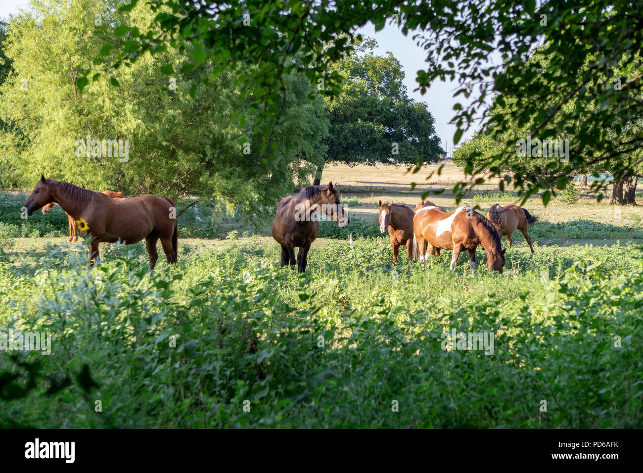 Pferde grasen auf der Weide in Frisco, Texas Stockfoto