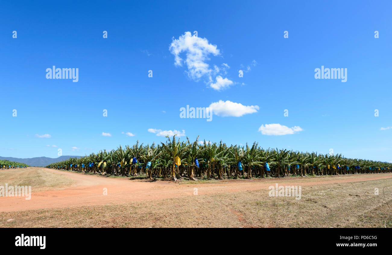 Blick auf Bananenplantagen, Cape York, Far North Queensland, FNQ, QLD, Australien Stockfoto