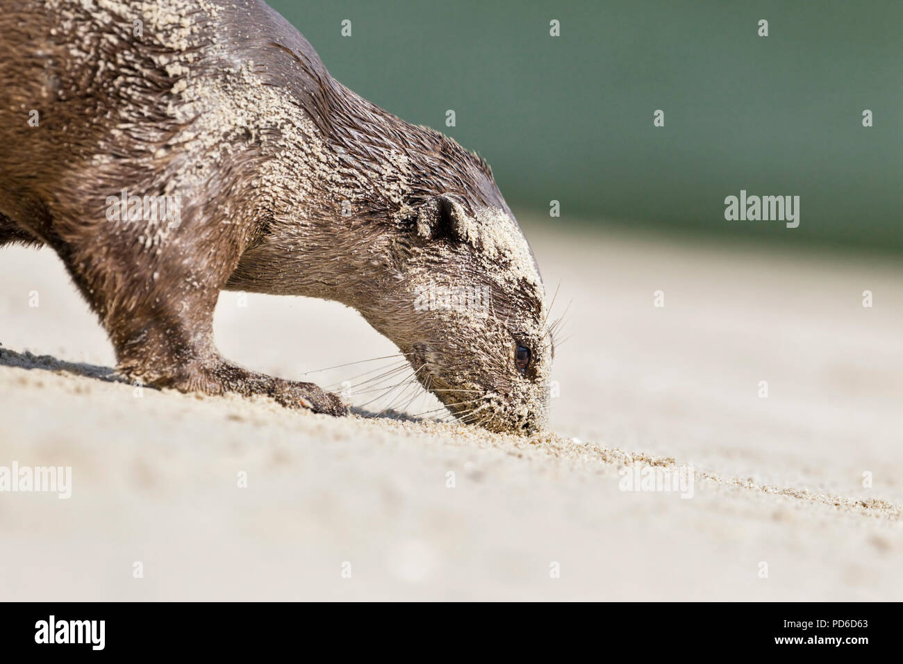 Nahaufnahme von Glatt beschichtet Otter sniffing Duft am Strand, Singapur Stockfoto