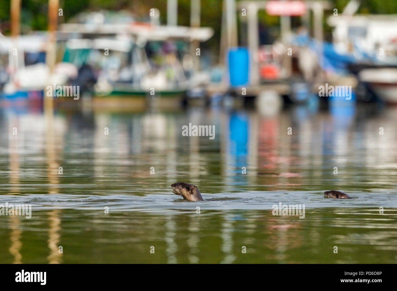 Zwei Glatte beschichtete Otter Schwimmen vor einen eigenen Bootsanleger, Singapur Stockfoto