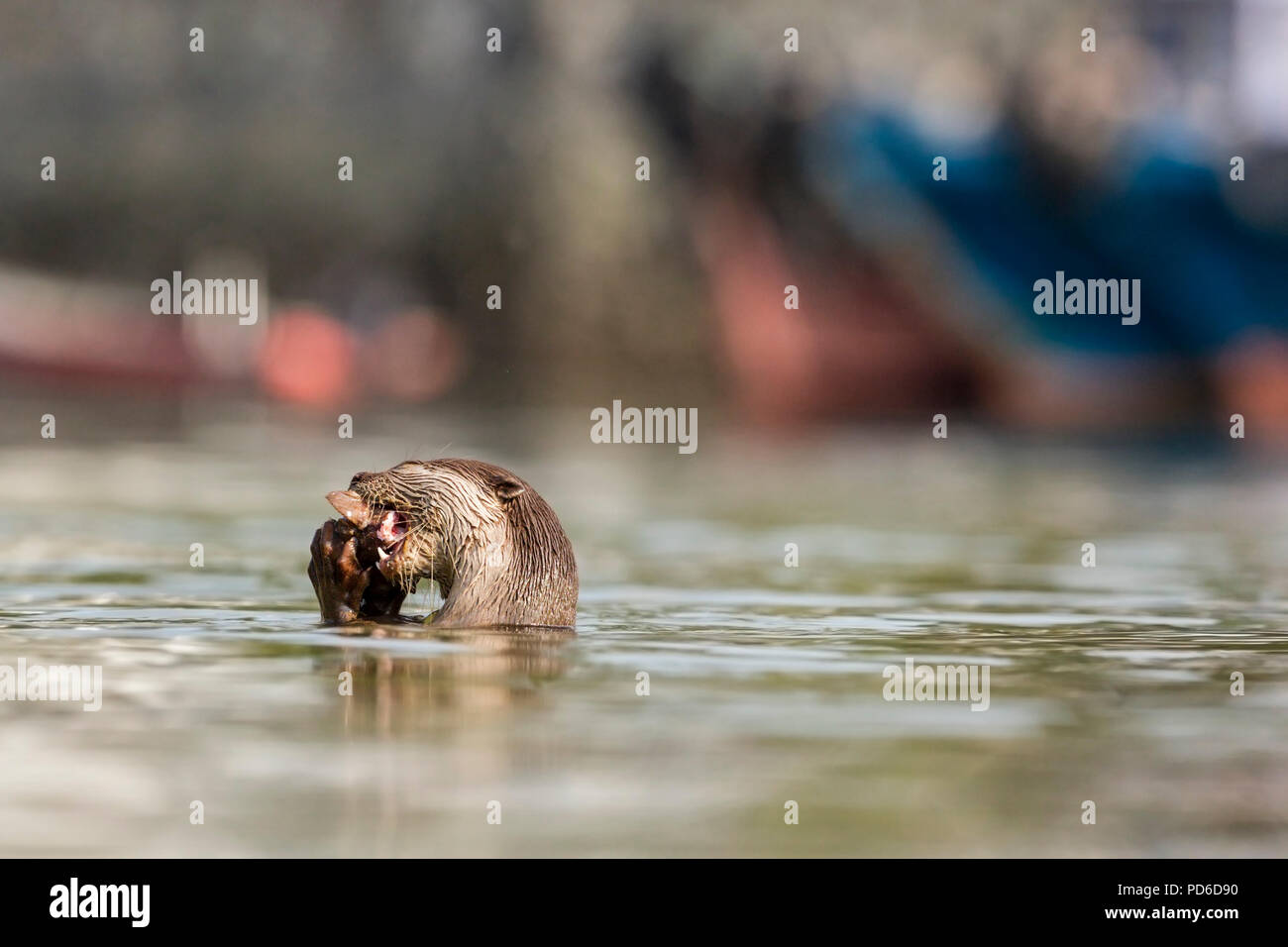 Glatte beschichtete Otter essen frisch gefangenen Fisch in der Nähe einer belebten Fährhafen von bumboats, Singapur Stockfoto