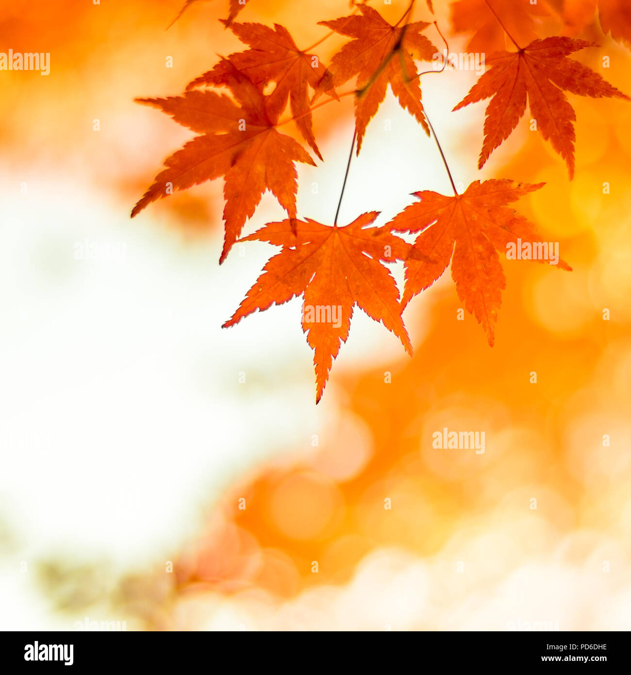 Herbstliche Hintergrund, leicht defokussiert rote Ahornblätter Stockfoto