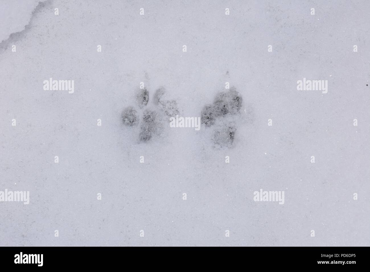 Pawprints im Schnee, England, UK, Westeuropa. Stockfoto