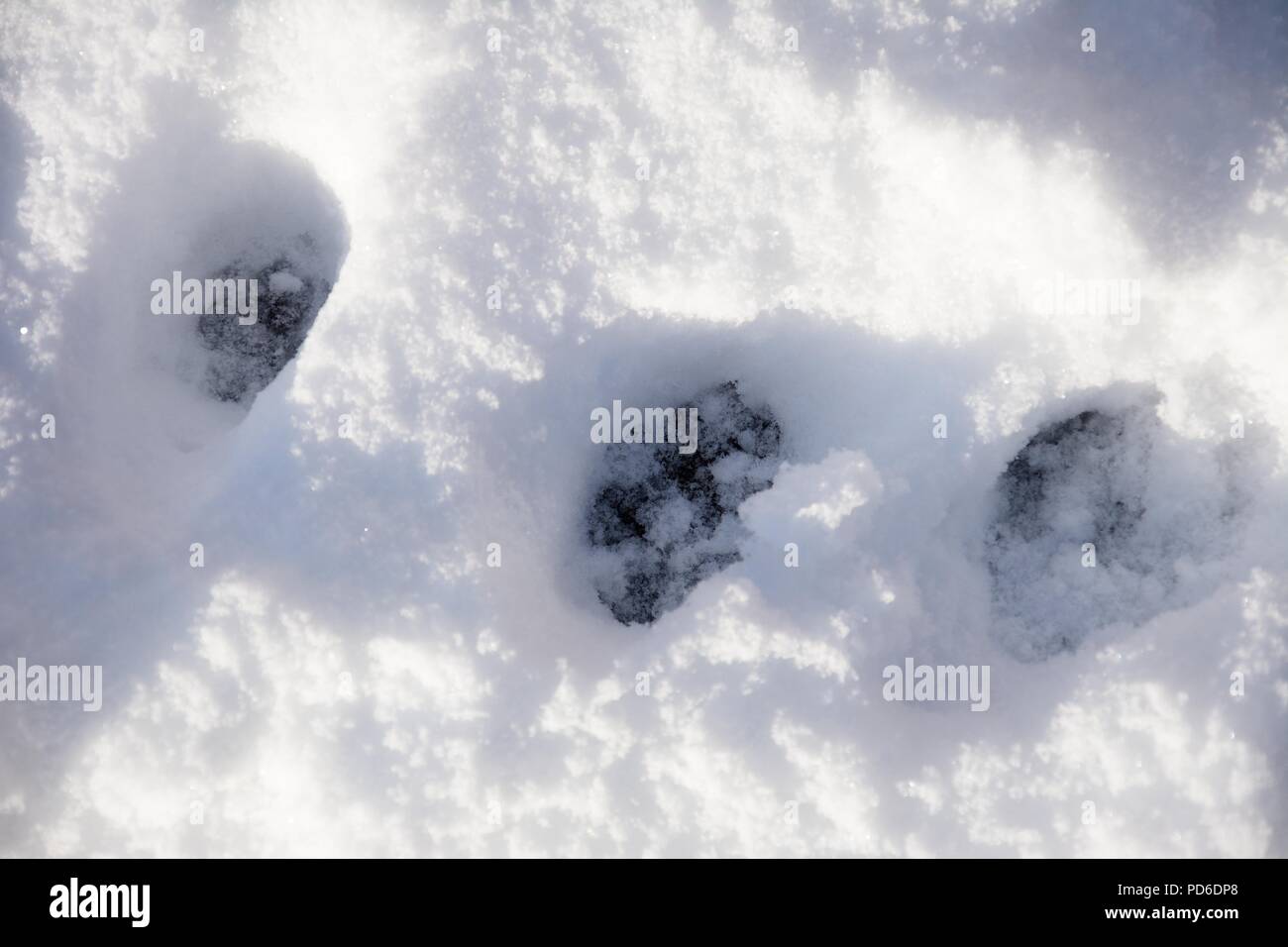Pawprints im Schnee, England, UK, Westeuropa. Stockfoto