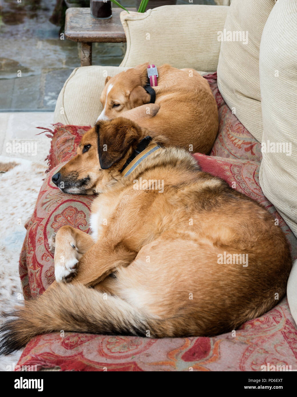 Zwei Hunde eingerollt auf Bauernhaus Sofa Stockfoto