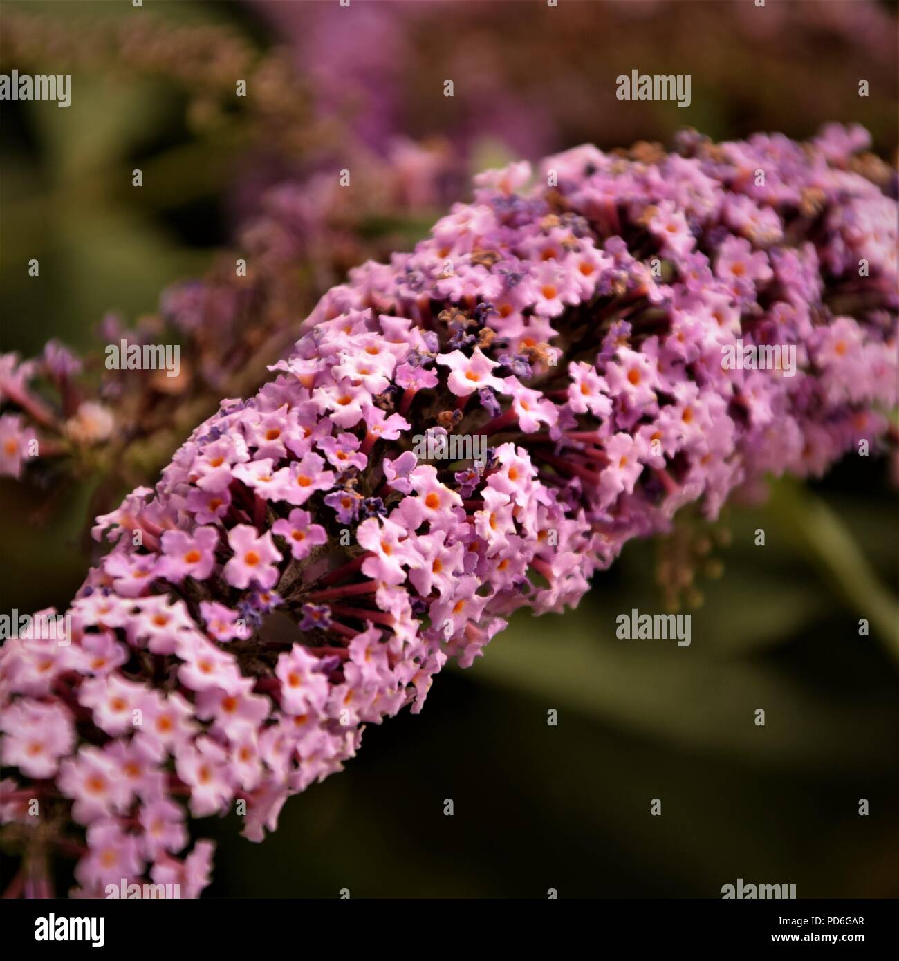 Lila Blume Nahaufnahme selektiven Fokus in verschwommenen Hintergrund Stockfoto