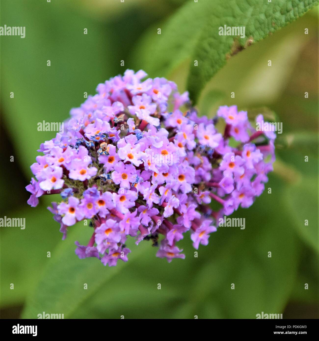Lila Blume Nahaufnahme selektiven Fokus in verschwommenen Hintergrund Stockfoto