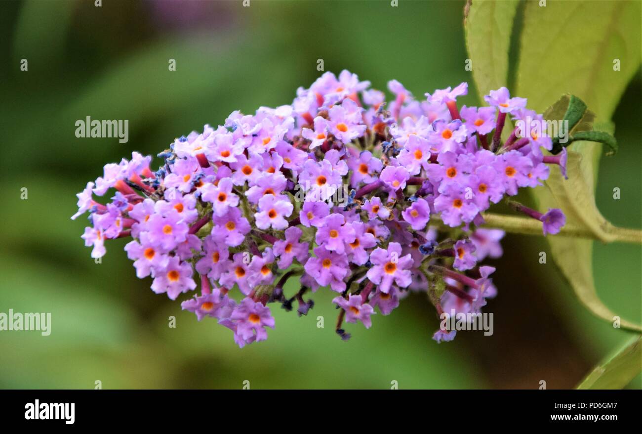 Lila Blume Nahaufnahme selektiven Fokus in verschwommenen Hintergrund Stockfoto