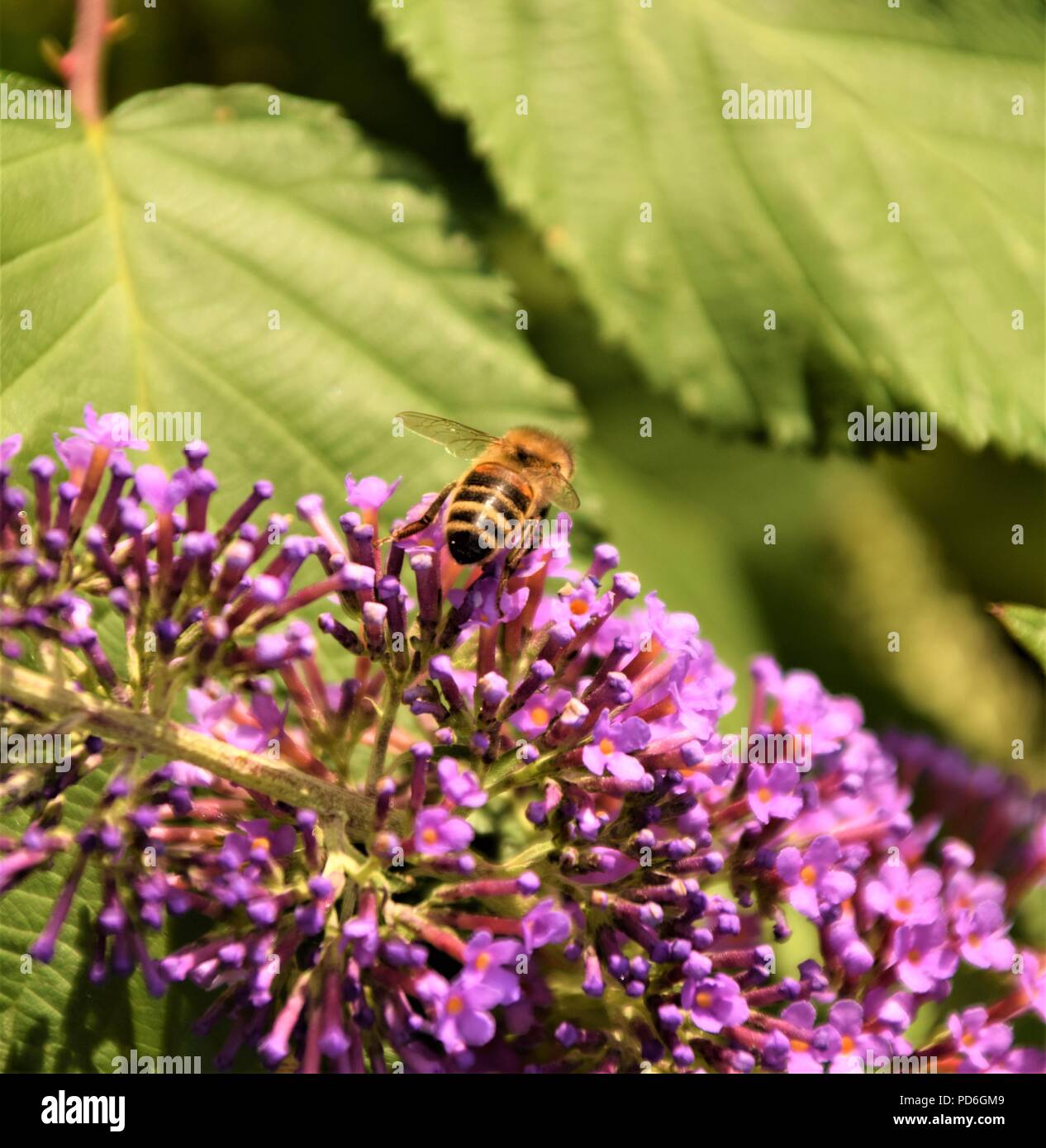 Lila Blume Nahaufnahme selektiven Fokus in verschwommenen Hintergrund Stockfoto
