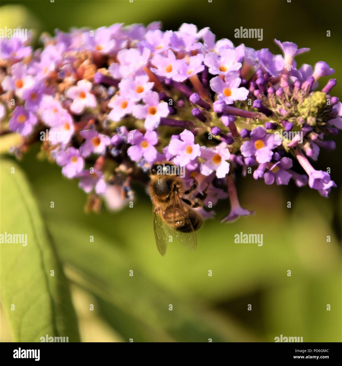 Lila Blume Nahaufnahme selektiven Fokus in verschwommenen Hintergrund Stockfoto
