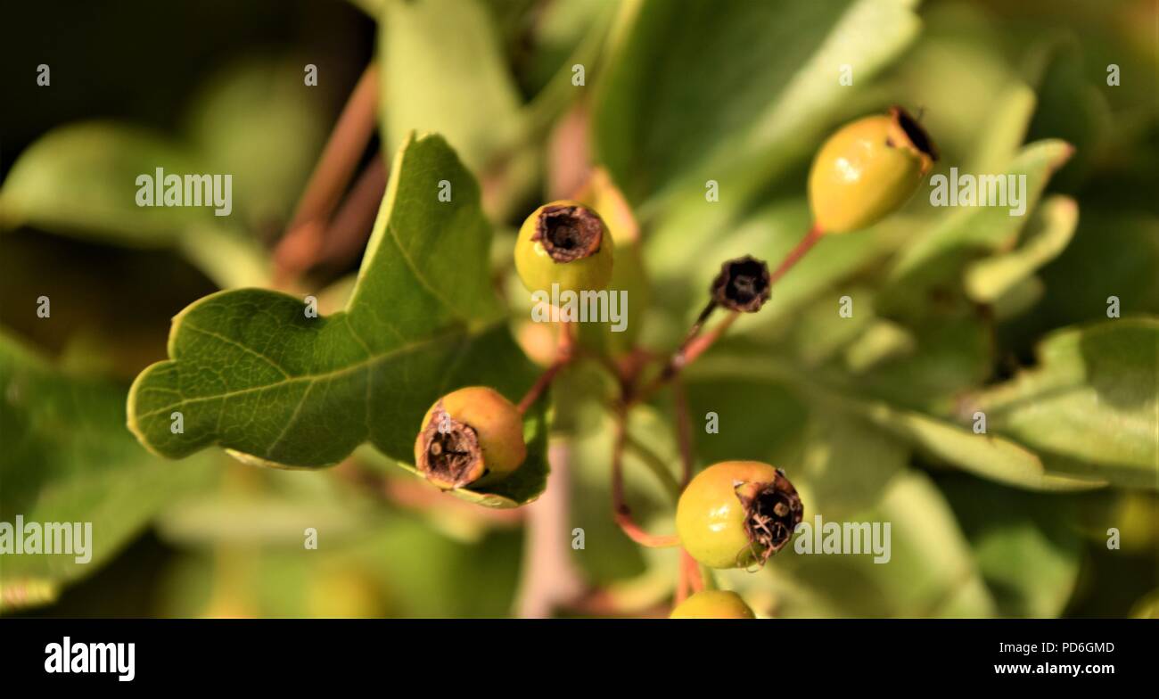 Oak Tree Branch, selektiver Fokus in unscharfer natürlichen Hintergrund Stockfoto