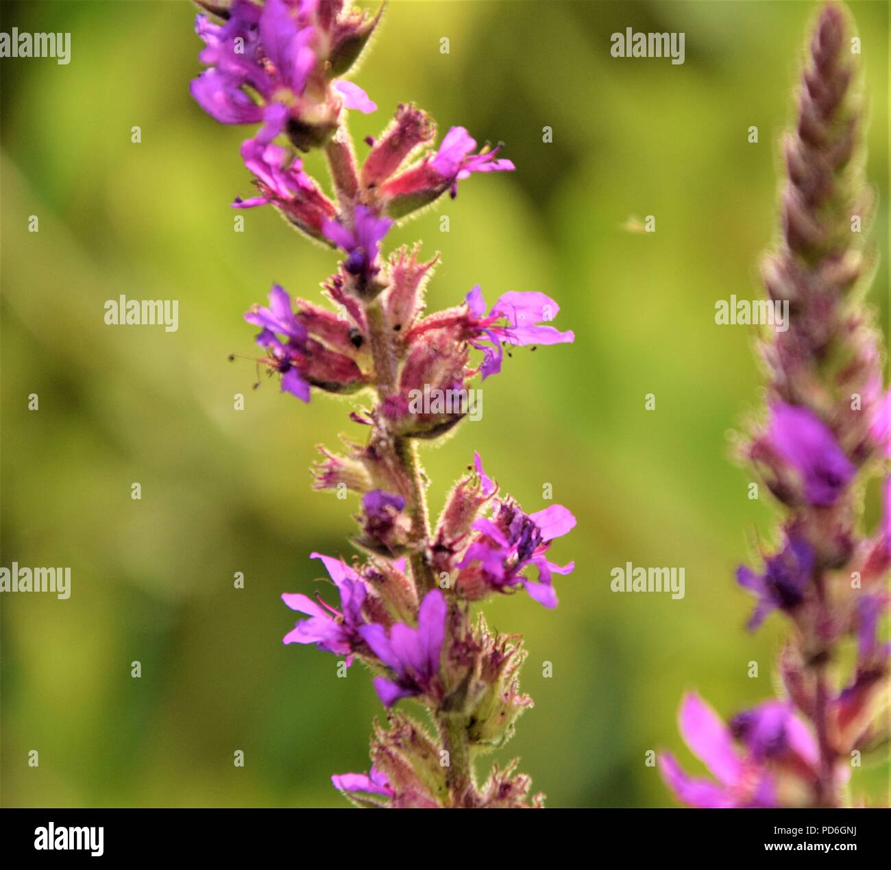 Lila Blume Nahaufnahme selektiven Fokus in verschwommenen Hintergrund Stockfoto