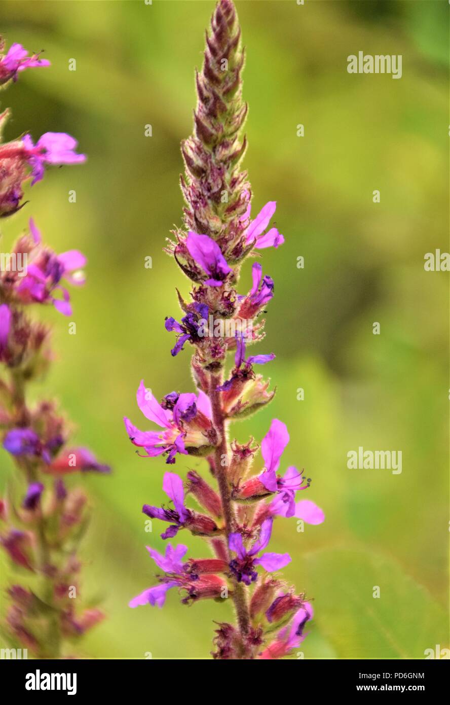 Lila Blume Nahaufnahme selektiven Fokus in verschwommenen Hintergrund Stockfoto