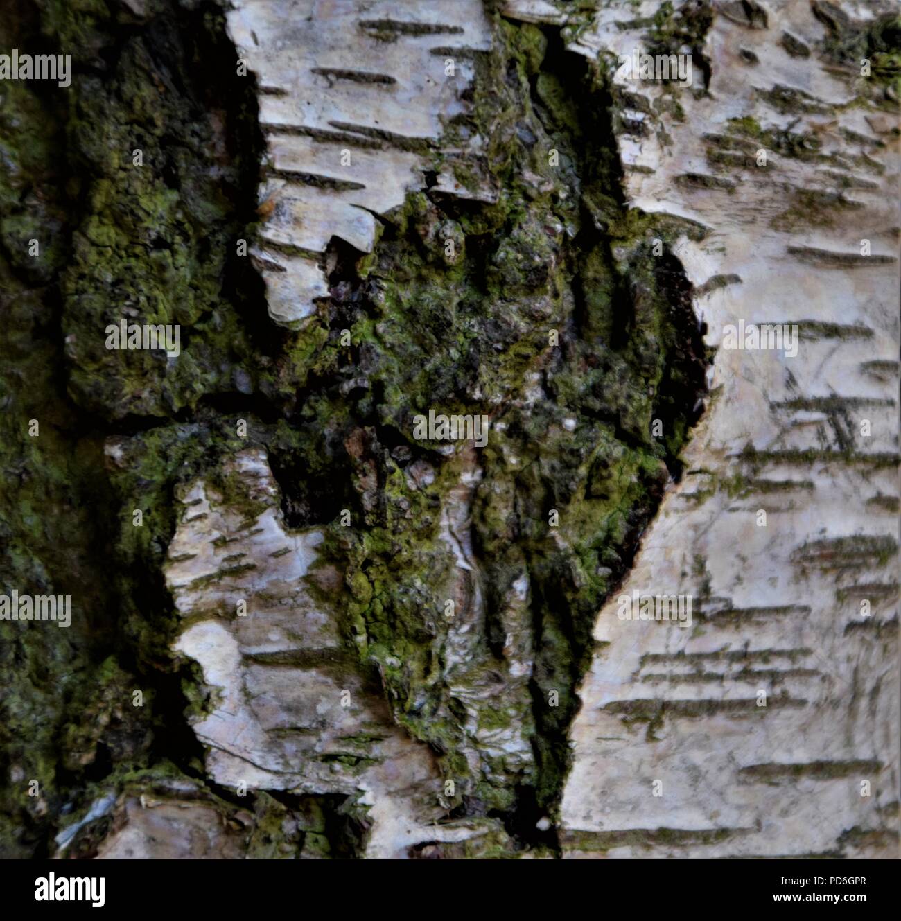 Baumrinde Textur Makro Fotografie in der Natur mit grünen Moos über die tiefe Spuren auf der Bäume Stockfoto