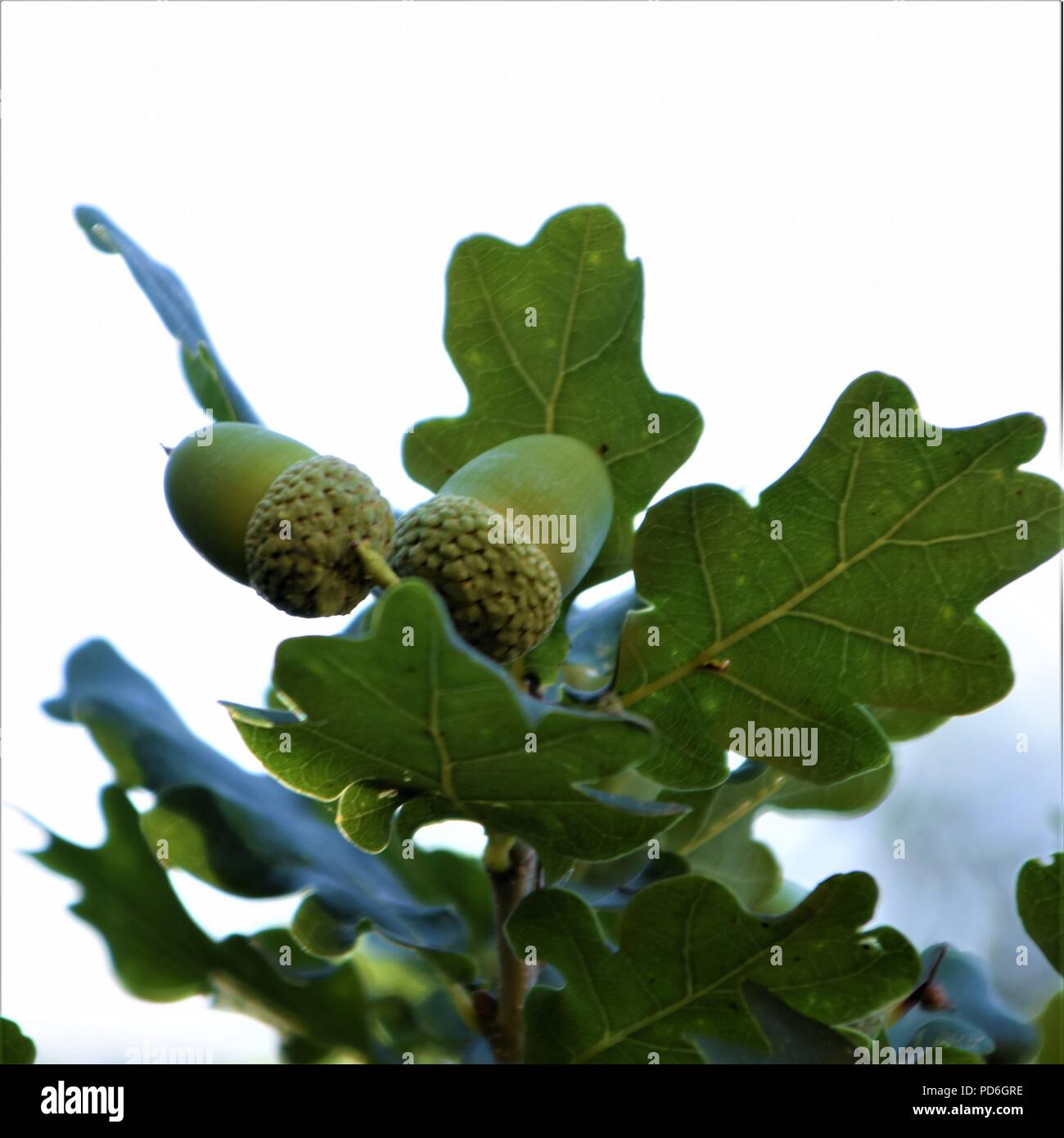 Eiche Eicheln auf dem Zweig gegen natürliche Hintergrund Stockfoto