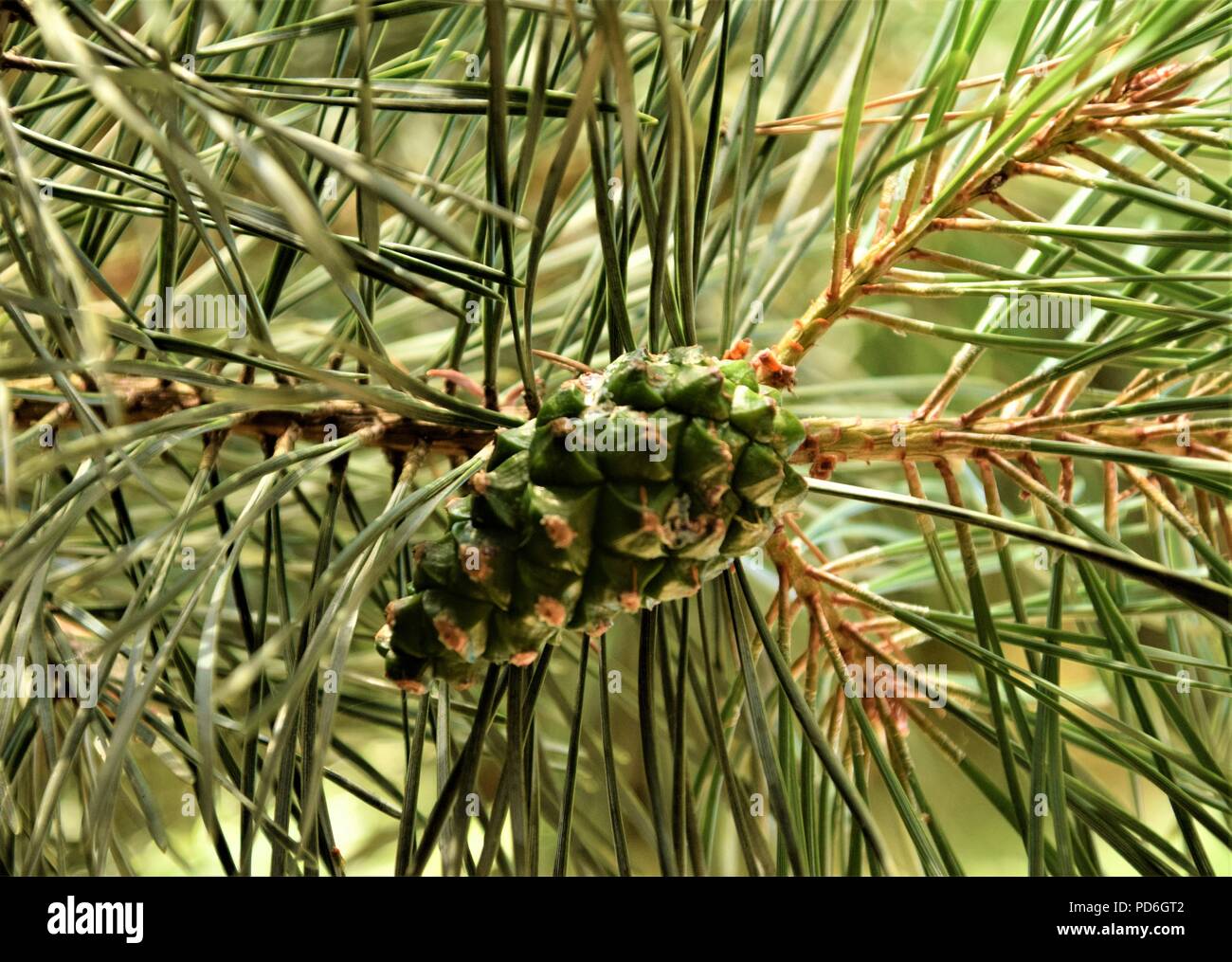 Pine Cone in den Filialen Stockfoto