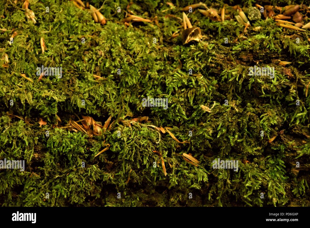 Moss Nahaufnahme selektiven Fokus Stockfoto