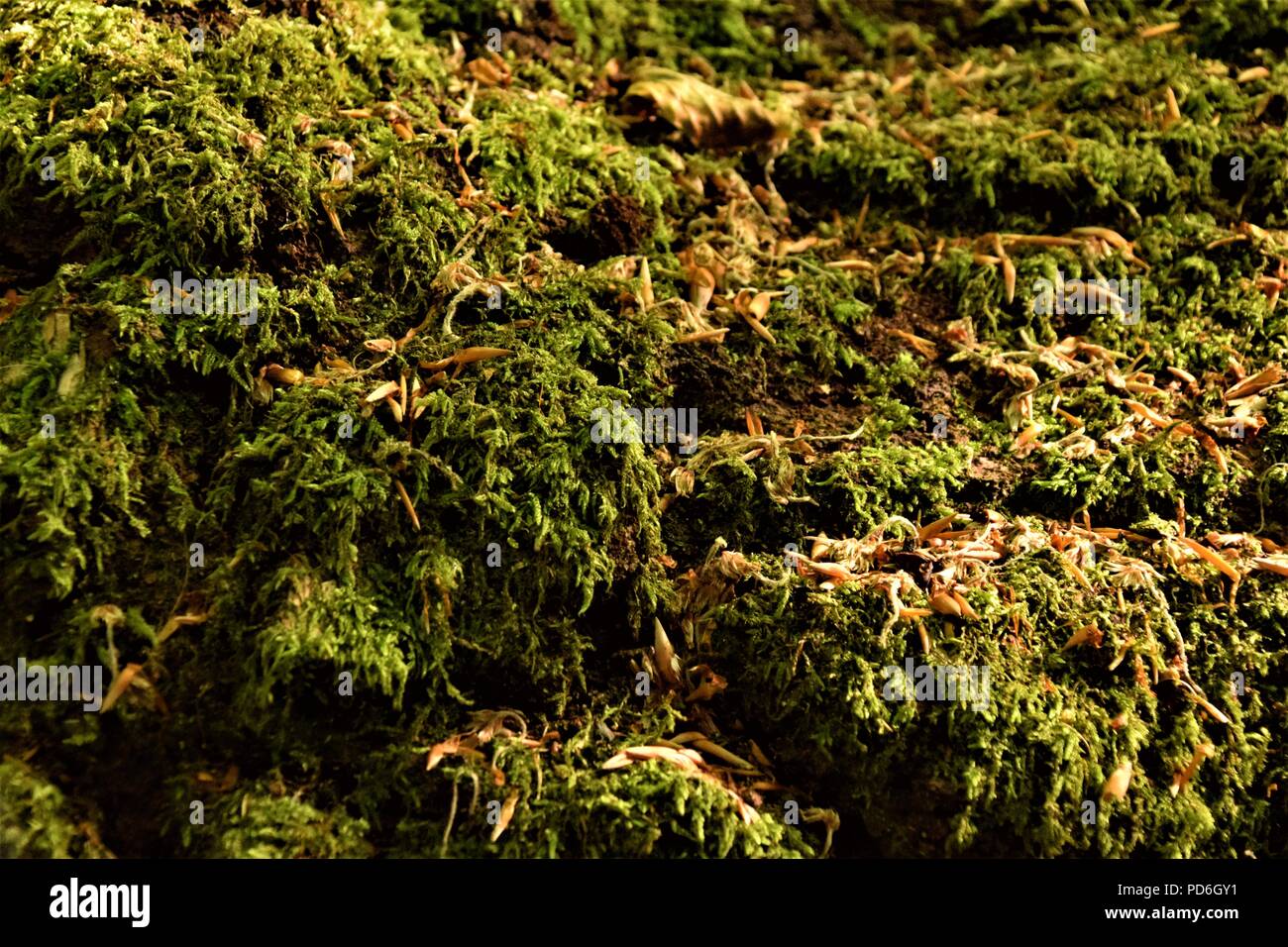 Moss Nahaufnahme selektiven Fokus Stockfoto