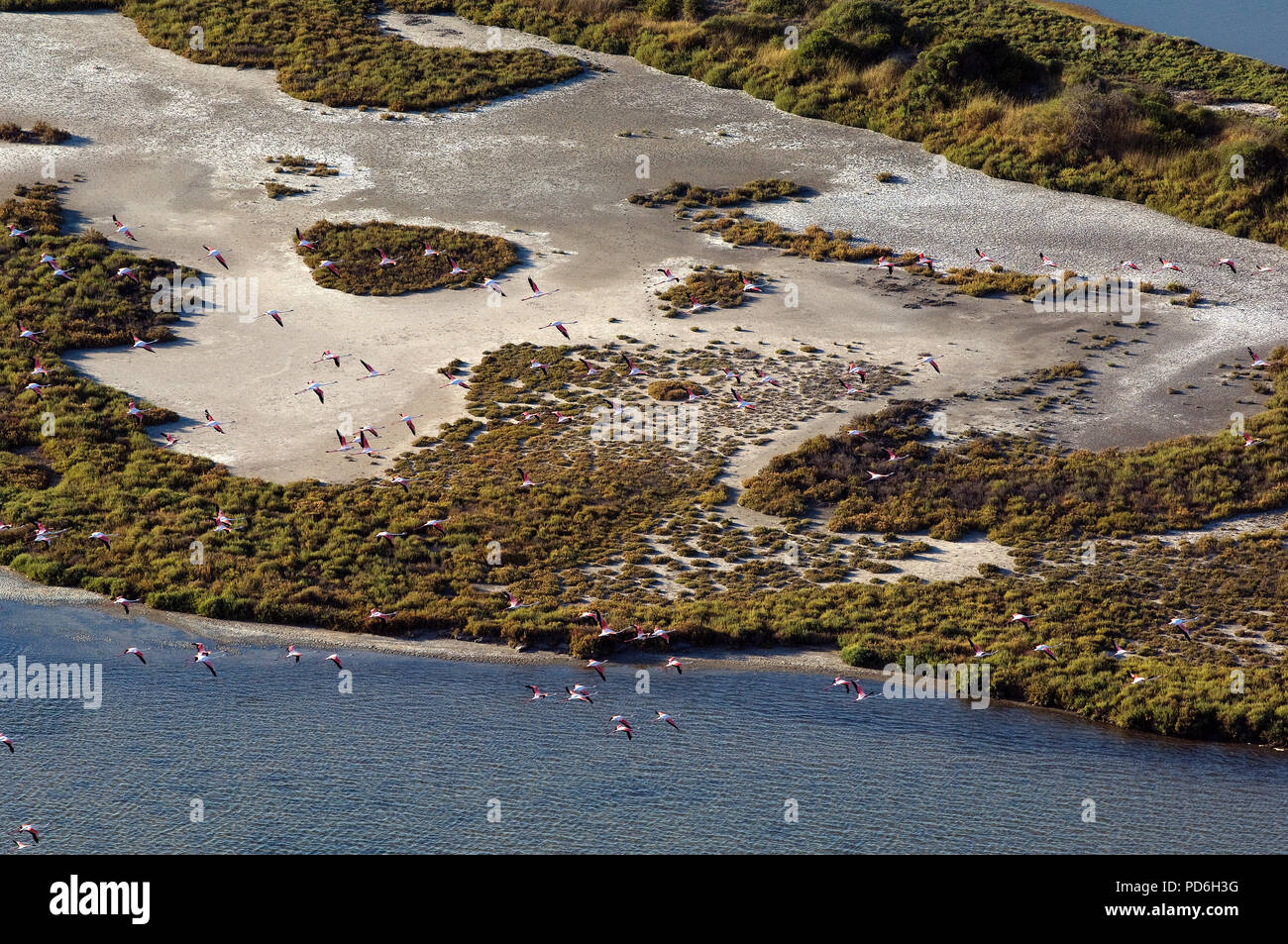 Große Flamingo - Luftbild - Camargue - Südfrankreich Flamant Rose-Vue aérienne - Phoenicopterus roseus Stockfoto