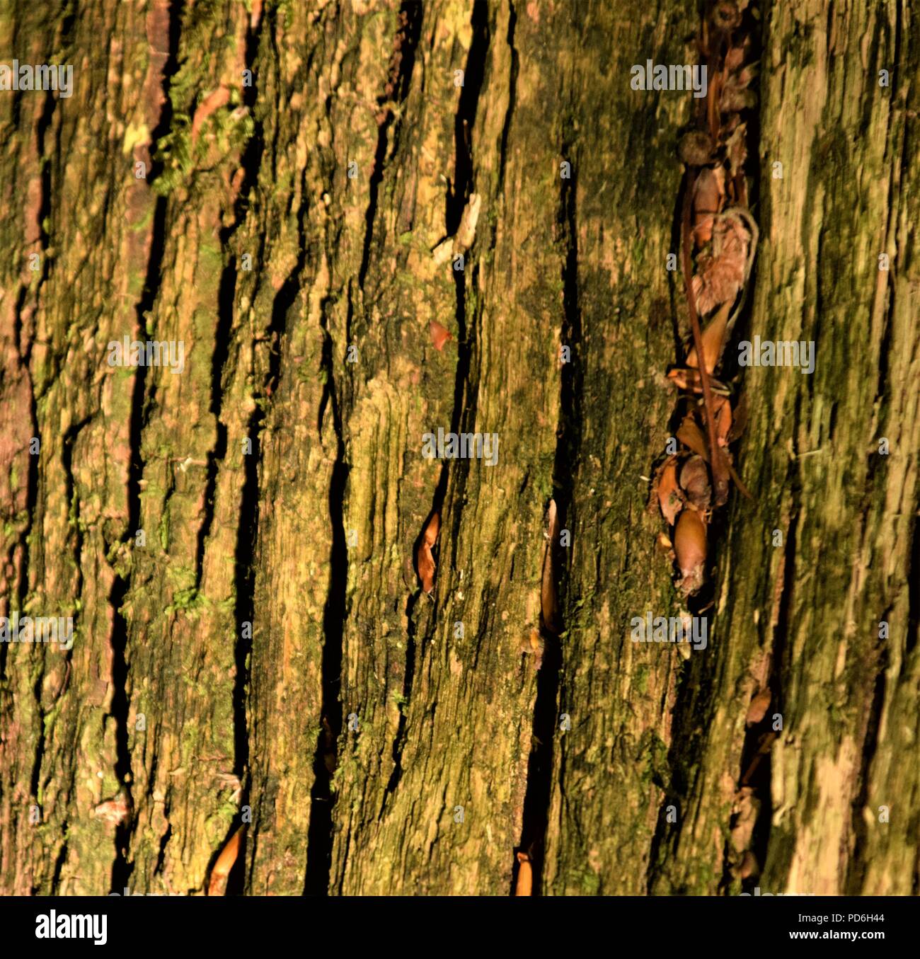 Baumrinde Textur Makro Fotografie in der Natur mit grünen Moos über die tiefe Spuren auf der Bäume Stockfoto