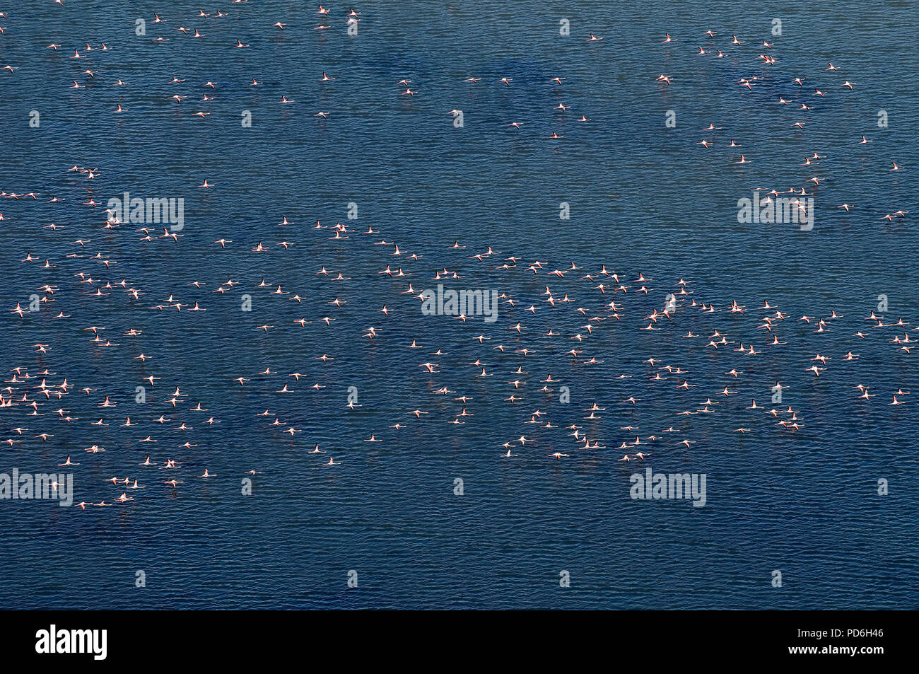 Große Flamingo - Luftbild - Camargue - Südfrankreich Flamant Rose-Vue aérienne - Phoenicopterus roseus Stockfoto