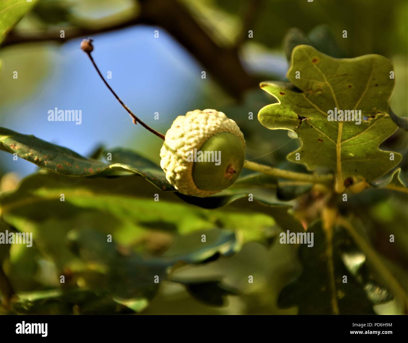 Eiche Eicheln Makro Foto selektiven Fokus in verschwommenen Hintergrund Stockfoto