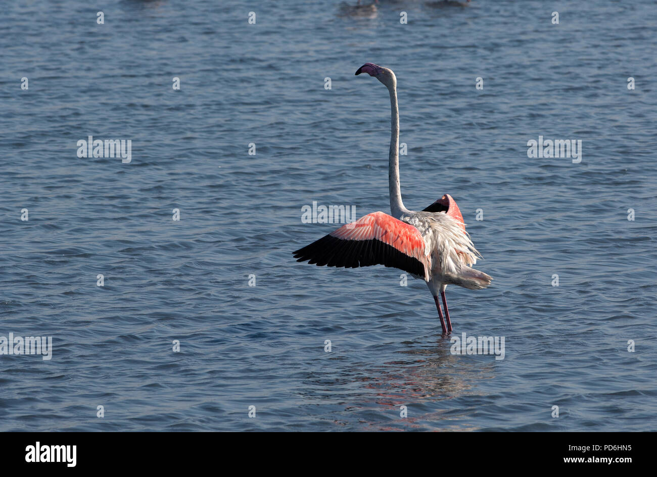 Flamant Rose - Große Flamingo, Phoenicopterus roseus Stockfoto