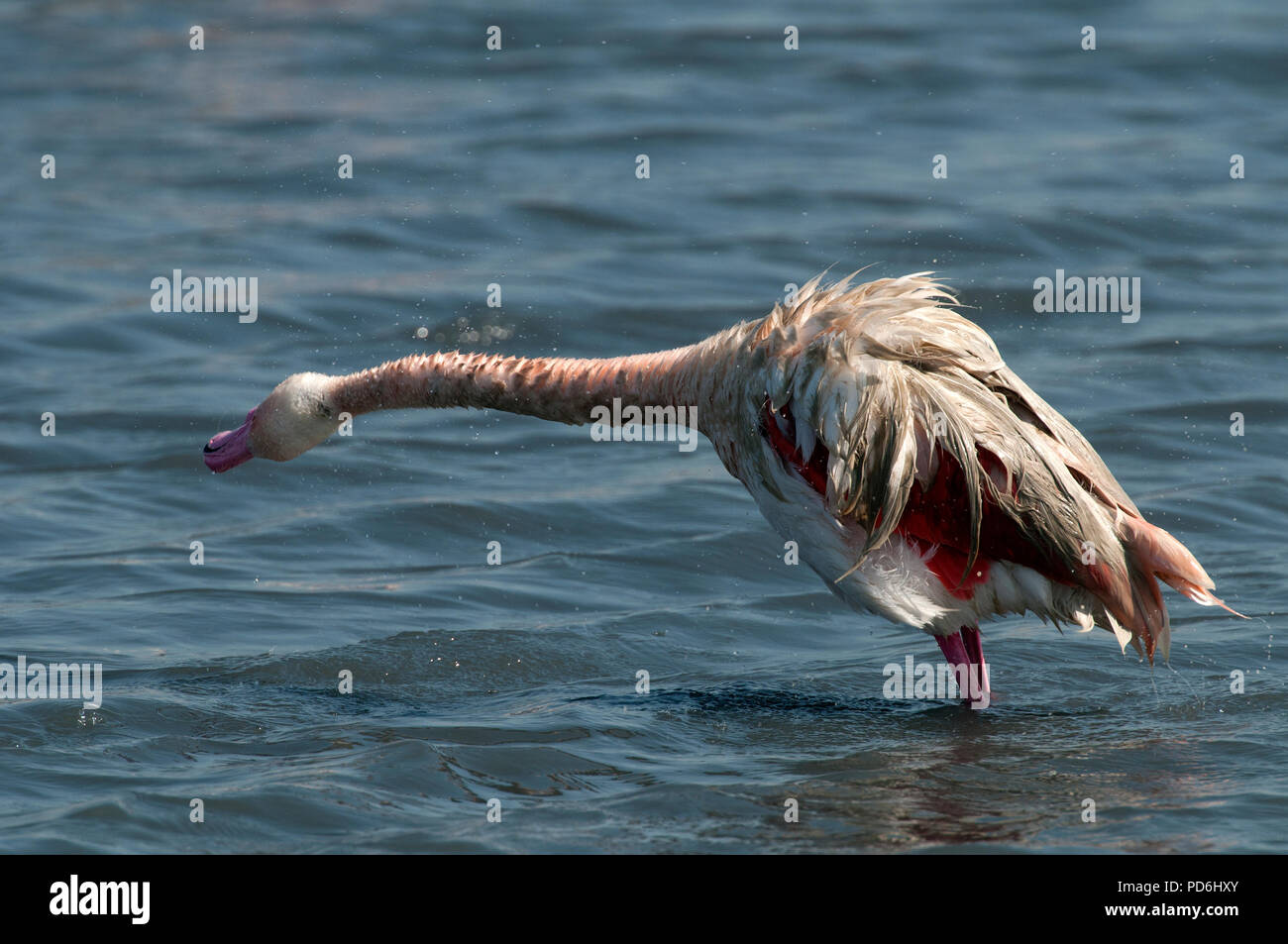 Flamant Rose - Große Flamingo, Phoenicopterus roseus Stockfoto