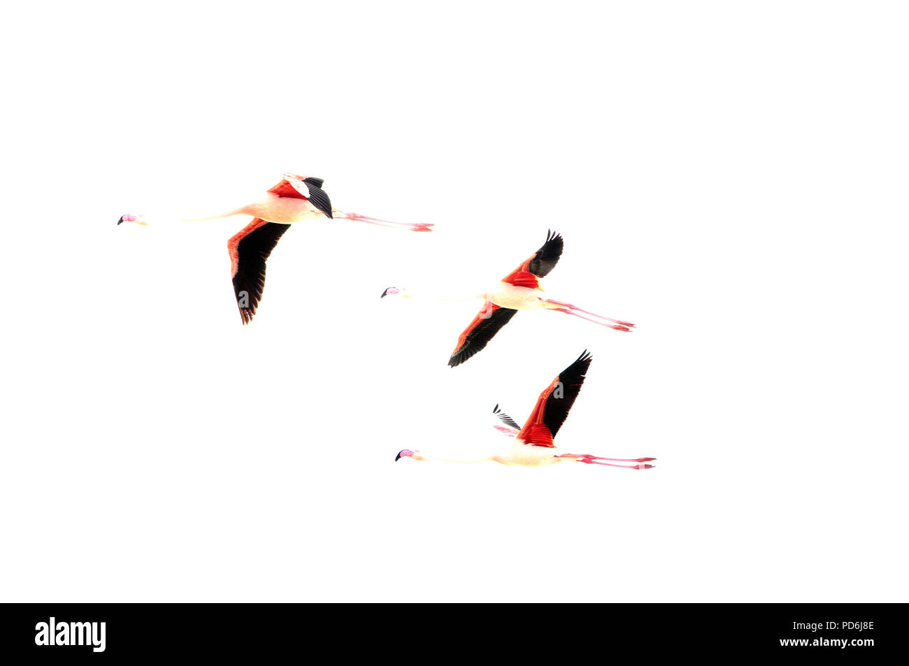 Große Flamingo - Flug - Camargue - Frankreich - Phoenicopterus roseus - Flamant Rose - Vol. Stockfoto