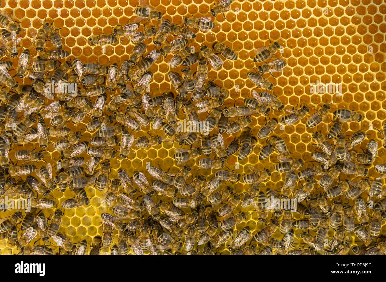 Bienen fleißig Kleben bis frischem Honig in den Waben liegend Stockfoto