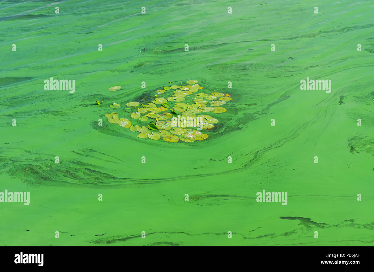 Kolonie der Seerosen von cyanobacterias in Dnipro River im Sommer umgeben Stockfoto