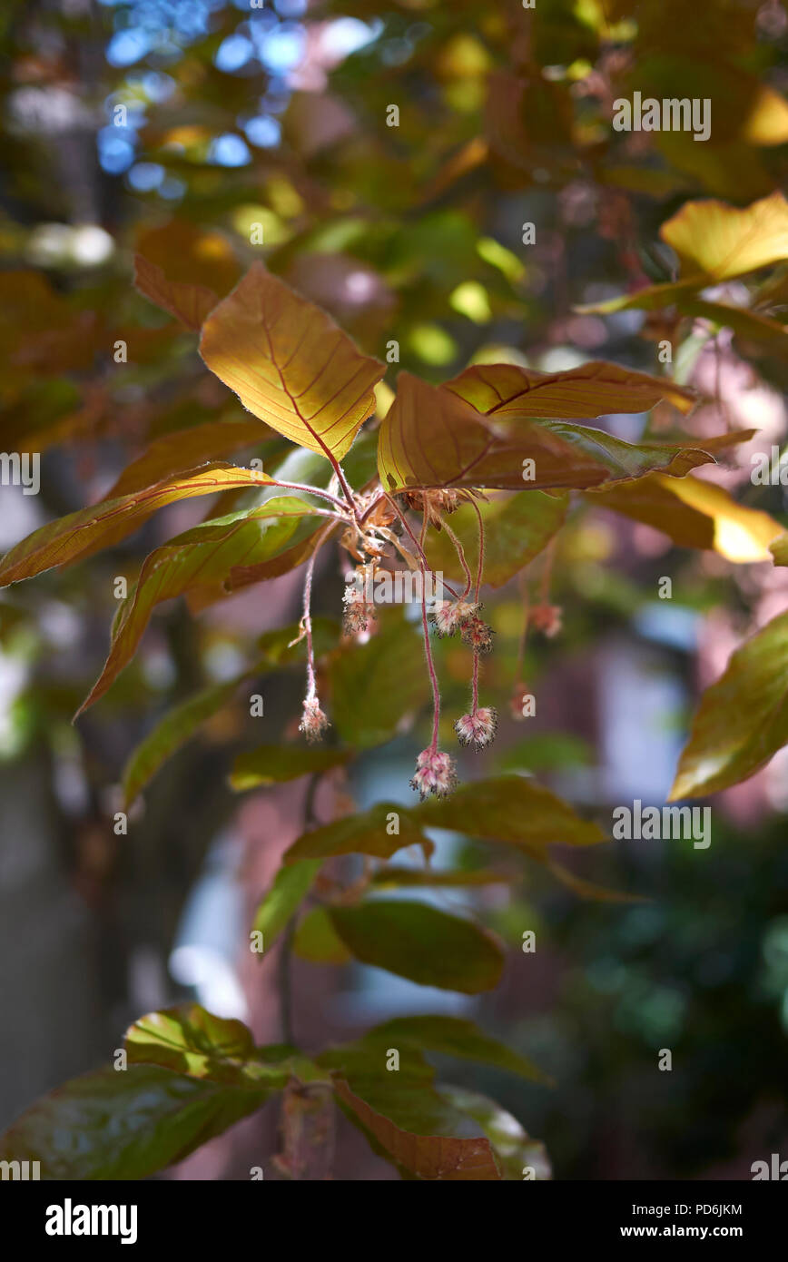 Fagus sylvatica purpurea Stockfoto