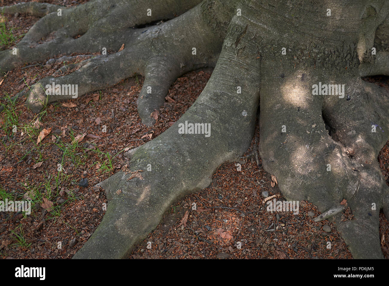 Fagus sylvatica Anlage Stockfoto