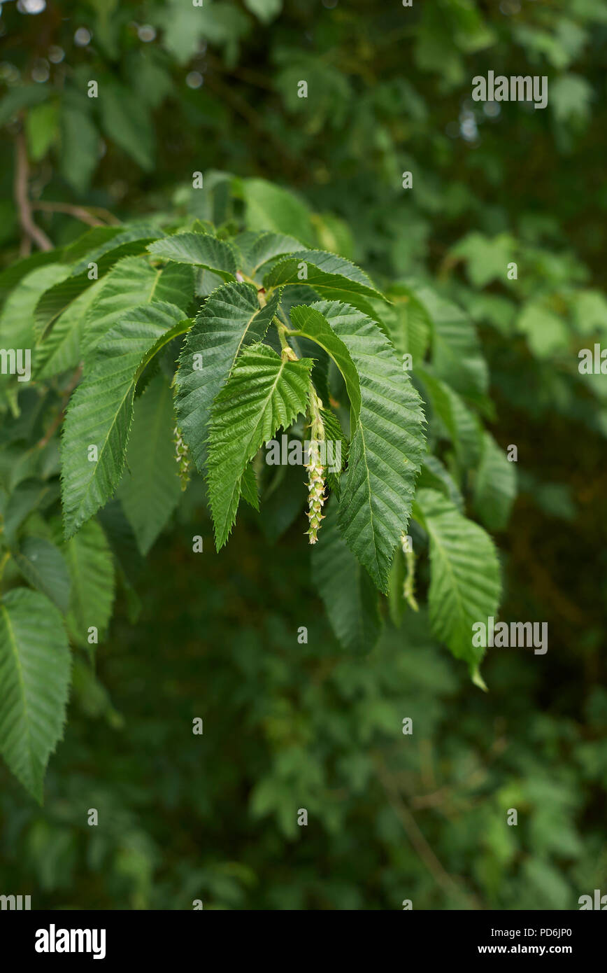 Ostrya carpinifolia Anlage Stockfotografie Alamy