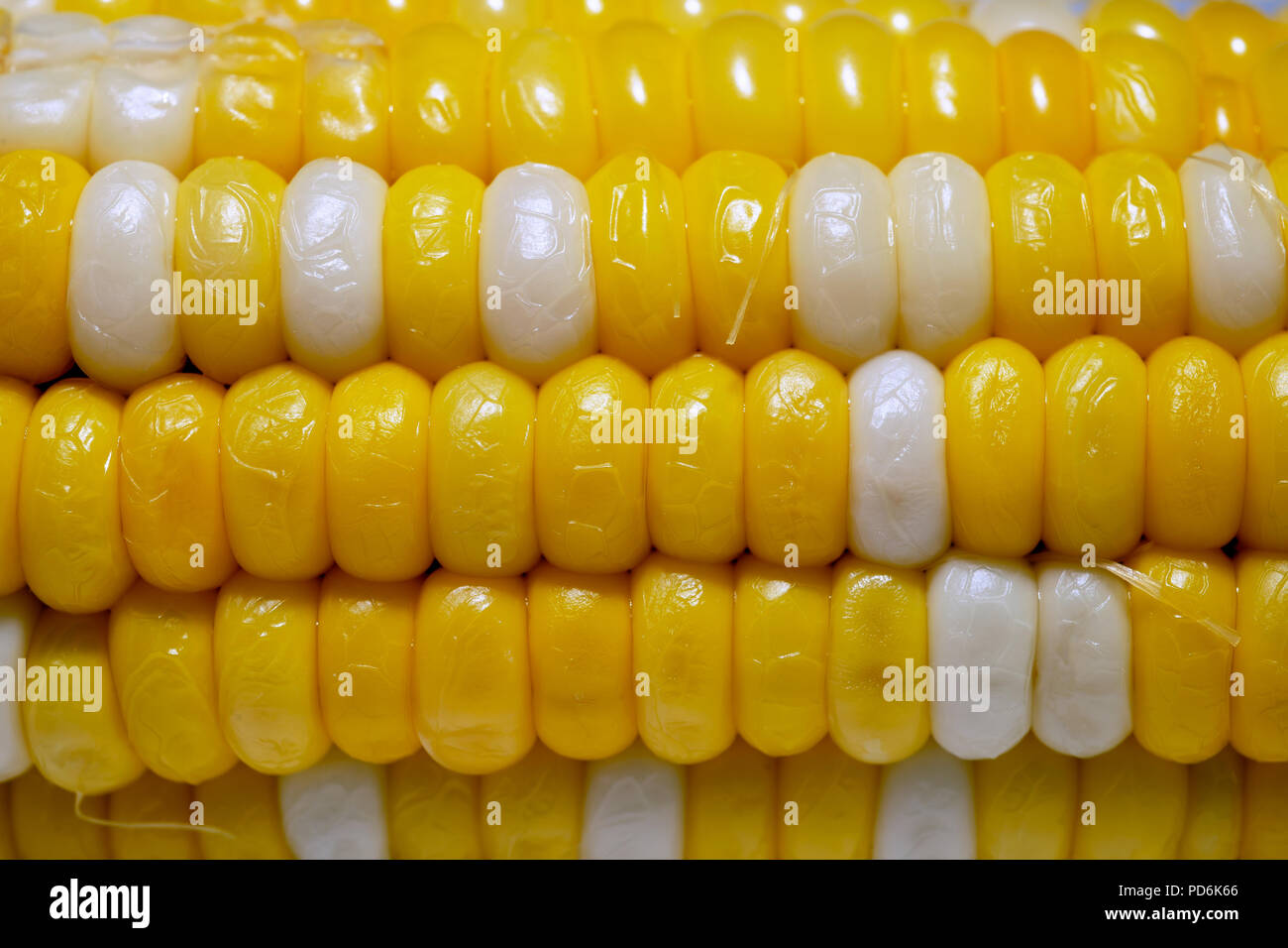 Mehrfarbige gekochten Mais hautnah in der Natur Hintergrund. Stockfoto
